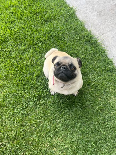 An overhead shot captures a light-colored pug dog sitting on a vibrant green lawn. The pug, facing upwards, has its head tilted slightly, looking directly towards the camera with its large, dark eyes. Its fur is a fawn color, with characteristic black markings on its face, including around its snout and ears. The nose is prominent and black. A slender pink or red collar is visible around its neck.
The dog is positioned on a neatly maintained patch of grass, which fills the majority of the frame. The grass appears well-lit, suggesting a sunny day, and subtle shadows are cast by some of the individual blades of grass, indicating bright overhead light.
In the upper left corner of the image, a section of light grey concrete or pavement is visible, forming a diagonal border with the grass. This concrete area is slightly textured and appears dry. The transition between the concrete and the grass is sharp and well-defined. The pug's body is entirely on the grass, with its paws tucked beneath it as it sits. The overall impression is one of a domestic pet in an outdoor, sunny environment, looking inquisitively at its owner or the camera.