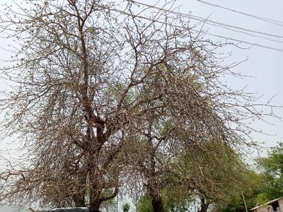 The image shows a large, bare-branched tree with some green leaves. The tree appears to be a type of deciduous tree. The tree is located in Rumde Waziri, Nigeria, which is a small village located at latitude 9.184 and longitude 12.522. The tree is set against a clear blue sky. Several power lines run across the sky and are partially obscured by the branches. The tree is in a residential area, with other vegetation, including smaller trees and foliage, visible in the background.