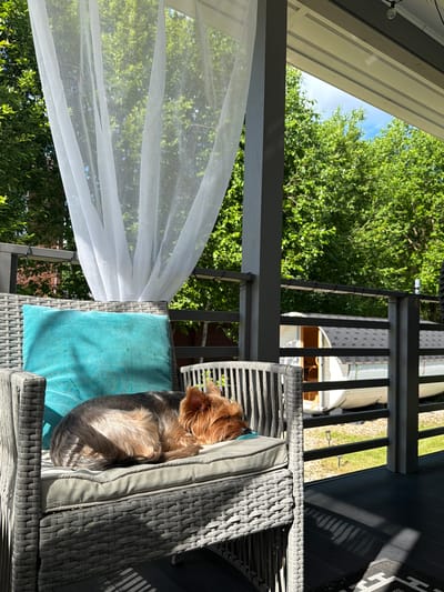 A Yorkshire Terrier is sleeping on a grey wicker chair with a teal pillow on a porch. The porch has a grey railing and a black floor. There is a white sheer curtain hanging on the left side of the porch. In the background, there are green trees, a clear blue sky, and a white barrel-shaped sauna. The scene is set in the city of Alyoshkino DP, Russia.