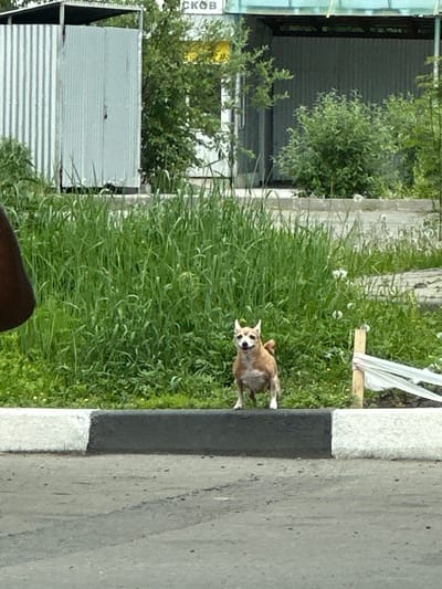 The image depicts a small, light brown and white chihuahua mix dog standing on a curb. The dog is facing forward with its mouth slightly open and its ears perked up. Behind the dog, there is a dense patch of green grass and some trees. In the background, a corrugated metal building with a dark roof is visible, as well as some white plastic sheeting attached to a wooden post. The scene appears to be outdoors, possibly in a yard or park area. The location is identified as Slyudyanka, Russia.