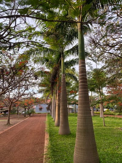 The image depicts a row of palm trees lining a path in Miango, Nigeria. The path is made of reddish-brown soil, and the surrounding area consists of green grass. Other trees with red flowers are also visible, creating a partially shaded canopy. Several buildings can be seen in the background. The sky is overcast.