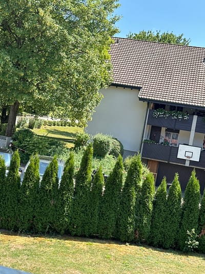 This image depicts a residential property in Schottikon, Switzerland, on a clear, sunny day. The foreground features a neatly trimmed row of green coniferous trees acting as a hedge, with a patch of dry, yellowish-brown grass beyond it. Behind the hedge, a portion of a modern house is visible. The house has a light-colored facade and a brown tiled roof. A dark-colored balcony with white flower boxes runs across the upper level of the house. A white basketball hoop with a black rim is mounted on the exterior wall of the house, above a dark-colored garage door. To the left of the house, a large, leafy green tree with a thick trunk dominates the upper left quadrant of the image. The background reveals more greenery and a clear blue sky. Two vehicles, partially obscured by the hedge, are parked in front of the house. One appears to be a silver SUV, and another vehicle to its right is less distinct. The overall impression is a well-maintained, suburban residential setting.