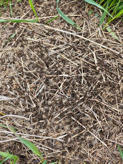 The image depicts an ant nest or colony on the ground in a location believed to be near Etoka, Russia. The nest is constructed with small pieces of dried straw and other organic matter. Numerous ants with red heads and black bodies are actively moving across the surface of the nest. There are also a few blades of green grass visible.