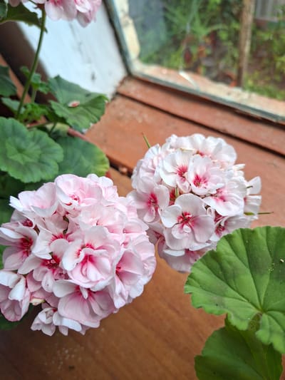 The image shows two clusters of light pink flowers with darker pink centers, likely geraniums, resting on a wooden surface. One cluster is in the foreground, slightly to the left, and the other is behind it and to the right. Several large, green, serrated leaves are also visible, one in the bottom right corner and others in the upper left. The background includes a portion of a white wall and a window through which blurred green foliage can be seen. The scene appears to be indoors, on a windowsill, possibly in a home in Gorkovskiy, Russia, given the context of the prompt. There are no people or actions depicted in the image.