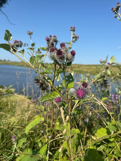In an outdoor scene in Большие Шады, Russia, burdock plants with purple thistle-like flowers are in focus in the foreground. The burdock blooms are a mix of deep purple and silvery-grey. Behind the plants, a body of water, possibly a lake or river, is visible, reflecting the clear blue sky. The background consists of a gently sloping, green landscape under a bright, cloudless sky. The lighting suggests it is daytime. There are no people or animals visible in the image.