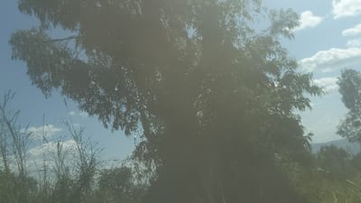 The image shows a large, dense, leafy tree, likely a eucalyptus, in a wooded area on a partially cloudy day. The tree dominates the image. The foliage appears to be green, but the details are obscured by a hazy filter effect.  The sky is visible through the leaves, with patches of blue and white clouds. Tall grasses are visible in the foreground. The image was taken at the coordinates -0.643 latitude and 29.173 longitude, which corresponds to a location in Kayna, Democratic Republic of the Congo. There are no people in the image.