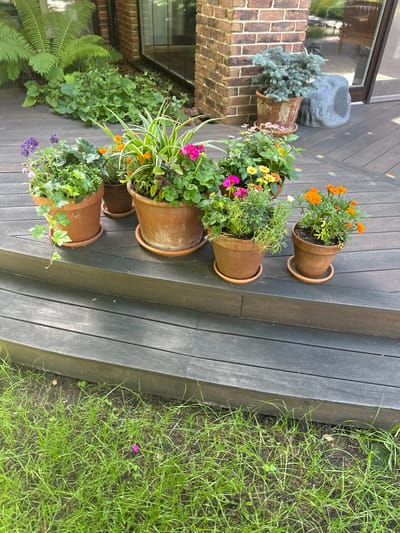 A collection of potted plants are arranged on a dark wooden deck that has a textured, weathered appearance. The deck appears to be part of an outdoor space, possibly a patio or balcony, with steps leading down. The potted plants vary in size and contents. Some pots hold a mix of colorful flowers, including bright orange marigolds, pink and yellow daisies, and small purple blooms. Other pots contain greenery, such as ferns and ivy. One pot holds a grey, rock-like object with a textured surface.

To the left of the deck, a brick wall is visible, suggesting the proximity of a building. The surrounding environment includes lush green grass, with a few stray leaves and a tiny pink flower visible in the grass. The lighting suggests it is daytime, with some subtle rainbow-colored light reflections visible on the deck, possibly indicating sunlight interacting with a surface. The overall impression is one of a well-maintained, peaceful outdoor garden setting. There is no visible text in the image.