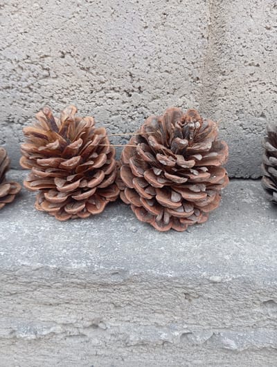 The image shows two pine cones lying on a textured, light grey surface that appears to be concrete or stone. The pine cones are brown and have a layered, scaled appearance characteristic of their natural form. They are positioned vertically along a seam or crack in the surface. One pine cone is positioned above and slightly to the left of the other. A thin, dried twig or grass blade extends from the upper pine cone. The surface has a rough texture with visible imperfections and variations in color. The lighting suggests an outdoor setting, possibly during the day, with the light source casting subtle shadows. No people, text, or specific event are depicted. The setting appears to be a simple, naturalistic arrangement, focusing on the textures and forms of the pine cones against the rough background.