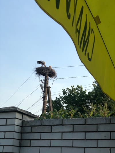 A low-angle shot captures a stork nest perched atop a utility pole, with two storks visible. One stork is positioned within the nest, while the other stands on the edge, facing left. The nest is a large, haphazard collection of twigs and branches. The utility pole is also adorned with electrical wires and a light fixture.

In the foreground, a portion of a yellow awning with dark lettering is visible at the top left. The lettering appears to be "CNTXA" or similar, suggesting a business or sign. To the right, a brick wall of a building is partially visible. Lush green trees with dense foliage frame the scene in the background, suggesting a natural or semi-rural environment. The sky is clear and blue, indicating a daytime setting with fair weather.

The image evokes a sense of nature's presence even within an urban or suburban infrastructure. The storks' presence in their nest on the utility pole is a notable detail, highlighting the adaptation of wildlife to human environments. The lighting suggests it is daytime. The scene is likely in Pidhirtsi, Ukraine, as indicated by the location context.