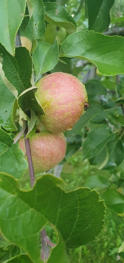 This media file captures a close-up view of two small, unripe apples on a branch, nestled among lush green leaves. The apples are round, with a blush of pink and yellow against a pale green background, and appear to be slightly moist, possibly from dew or recent rain. One of the apples, in the foreground and to the left, has a small dark insect perched on its stem. Behind it, another apple is partially visible. The leaves are broad and veined, with serrated edges, creating a dense foliage that frames the fruit. The setting appears to be an orchard or a garden, with the natural environment suggesting an outdoor location. The lighting suggests it might be daytime, possibly in the morning or after a rain shower, given the dampness on the apples. The overall impression is one of natural growth and the early stages of fruit development in a rural or semi-rural setting, specifically in Ivashevo, Russia. No text is visible in the image.