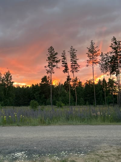 The image depicts a rural landscape at dusk with a dramatic sunset. The sky is ablaze with vibrant orange and pink hues, characteristic of a sunset in Mokhovatka, Russia. Tall, slender pine trees are silhouetted against the colorful sky, interspersed with deciduous trees that form a dense forest line. In the foreground, a gravel road runs horizontally across the lower portion of the image, bordered by a strip of tall green grass and wildflowers, predominantly purple lupine. A thin wire fence runs along the edge of the forest, separating it from the grassy field. No people or animals are visible in the scene. The overall atmosphere is one of natural beauty and tranquility, with the sunset casting a warm glow over the landscape.