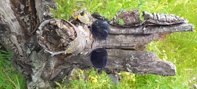 This outdoor image, captured in Zolota Poliana, Ukraine, presents a close-up still life featuring a pair of dark, clip-on sunglasses resting on a weathered, decaying log. The log, a prominent subject, displays rough, deeply fissured bark in various shades of gray and brown, with visible patches of pale green and bright yellow lichen indicating its age and exposure to the elements. One end of the log, visible on the right, is hollowed and splintered, revealing its internal, decaying wood structure.
The background consists of soft-focus, vibrant green grass and scattered small yellow wildflowers, suggesting a natural, overgrown environment like a meadow or forest edge. The bright, natural lighting indicates it is daytime, likely sunny. The scene evokes a sense of tranquility and an intimate connection with nature, with the man-made object temporarily placed within the wild setting. No people are visible, and there is no discernible text in the image.