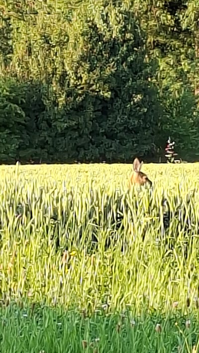 A deer stands in a field of tall, green grass, with a line of trees in the background. The scene is outdoors, under natural lighting. The deer is facing to the right, with its head lowered as if grazing. The grass is lush and vibrant, suggesting a sunny day. The trees in the background are dense and dark green, forming a natural border to the field. A small, thin, colorful object, possibly a marker or a tall flower, is visible to the right of the deer. The overall impression is one of a serene natural landscape within or near the city of Enns, Austria.