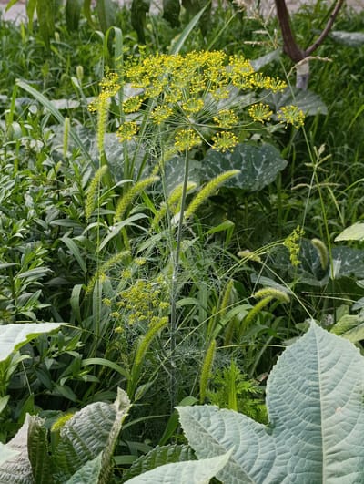 In Kibray, Uzbekistan, an outdoor scene captures lush greenery with a prominent dill plant flowering in the center. The dill's feathery leaves and delicate yellow umbel flowers are the focal point, reaching upwards. Surrounding it, various other plants create a dense, naturalistic setting. Large, ribbed leaves, possibly from a gourd plant, frame the lower portion of the image, their textured surfaces visible in detail. In the background, a thin tree trunk with a light-colored band wraps around it, suggesting a man-made intervention in the otherwise wild environment. The overall impression is one of a thriving garden or naturalized area, brimming with diverse plant life under natural lighting.