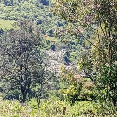 The image shows a lush, green landscape in what appears to be the countryside near Ihururu, Kenya. The scene is dominated by dense vegetation, including numerous trees and bushes. The background features a hillside covered in a thick layer of green foliage. The foreground is filled with various plants, with trees framing the scene on both sides. The overall impression is one of a natural, undisturbed environment.