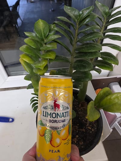 The media file shows a close-up of a houseplant with shiny green leaves, possibly a ZZ plant, growing in a black pot. A person's hand is visible on the right side of the image, holding a yellow can. The can is for "LIMONATI GEORGIAN AUTHENTIC BEVERAGE" and features illustrations of pears and a red deer. The text "LIMONATI by BORJOMI LEMONADES" and "PEAR" are clearly visible on the can. The plant appears to be situated near a window, with reflections of the outdoors visible in the glass. The setting appears to be indoors, on a windowsill or table. The overall lighting suggests daytime. The image is oriented vertically. There are no overt indications of emotion, weather, or a specific time of day beyond general daylight. The location context provided is Yalangach, Uzbekistan.