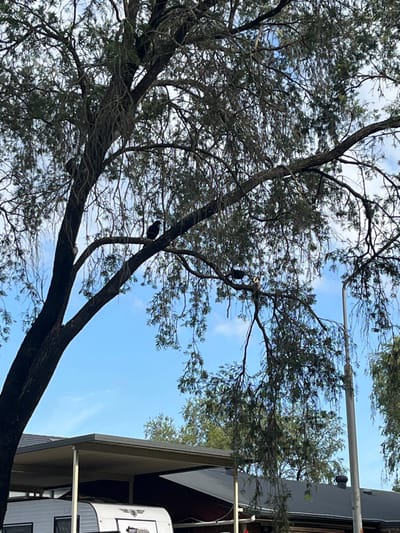 The image captures a view looking upwards into the canopy of a large, mature tree set against a bright, clear blue sky with sparse white clouds. The tree dominates the left and central portions of the frame, featuring dark, sturdy branches and sparse foliage with narrow, green leaves.

Perched within the tree are at least two birds. One prominent bird, located in the upper central part of the tree, is mostly dark (appearing black) with a noticeable white patch on its head or nape. A second, entirely dark bird is visible lower down and to the left, resting on a thicker branch. A third, possibly smaller and lighter bird can be faintly seen higher up in the branches, though its details are indistinct.

On the right side of the image, parts of a building or a large recreational vehicle (like a caravan or RV) are visible. It has a dark roofline, a white side panel, and a light-colored awning structure extending from it. A tall, thin vertical pole, possibly a utility pole or flagpole, rises alongside the structure. On the white side of the vehicle, a logo can be seen, depicting an eagle or bird with spread wings, accompanied by text that is too blurry to decipher accurately.

The scene depicts a bright, sunny day, likely during daytime, given the clear sky and strong lighting. The overall impression is tranquil, focusing on natural elements coexisting with human structures. This setting is in Riverhills, Australia.