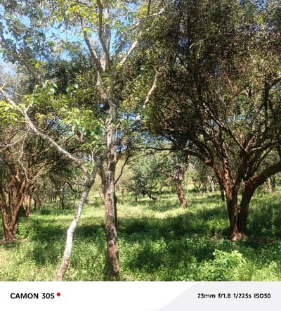 The image displays a verdant, sunlit woodland or densely treed area located in Kola ward, Kenya. The scene features numerous trees with varying bark textures and foliage densities, interspersed with lush, vibrant green undergrowth of tall grass and shrubs. Prominent in the midground is a tree with light-colored, smooth bark and distinct Y-shaped branching, alongside other trees with darker, rougher bark and dense green canopies. Bright sunlight illuminates the foliage and ground, creating areas of highlight and shadow, with patches of clear blue sky visible through the tree canopy. No individuals, animals, or man-made objects are present within the frame. The environment appears natural and undisturbed.