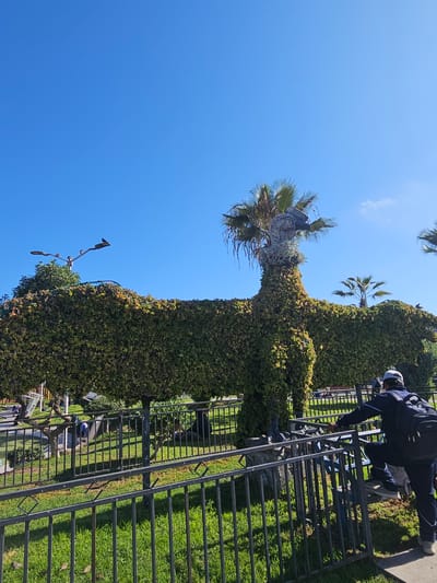 This media file shows an outdoor scene with a bright blue sky, suggesting it is a sunny day. The primary focus is a large, sculpted topiary that resembles a giraffe. The topiary is covered in dense green foliage, with some yellowing leaves visible. The giraffe's head is adorned with palm fronds, and there are smaller palm trees visible in the background, hinting at a warm climate.

A black metal fence runs across the right side of the image, separating the viewer's perspective from the area with the topiary. Beyond the fence, a neatly manicured green lawn is visible.

Several people are present in the scene. On the far right, a person wearing a dark jacket, dark pants with white stripes, and a helmet is leaning over the fence, appearing to interact with something on the other side. They are carrying a backpack. Other individuals can be seen in the background, some near the fence and others further away on the lawn. The overall atmosphere seems casual and perhaps recreational.

The location context provided is Alto Hospicio, Chile, which aligns with the presence of palm trees and the sunny weather depicted. There is no visible text in the image.