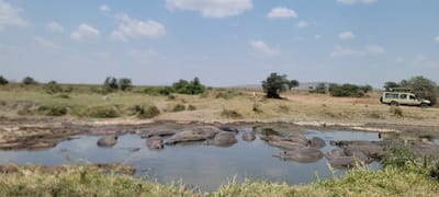 The image displays an open savannah landscape in Seronera, Tanzania, under a bright, partly cloudy sky. A large group of approximately fifteen hippopotamuses (Hippopotamus amphibius) are partially submerged in a murky watering hole occupying the foreground and mid-ground. Their backs and heads, exhibiting shades of grey and brown, are visible above the water's surface, indicating they are resting or wallowing. The immediate banks of the watering hole consist of exposed mud and sparse, short vegetation.
Surrounding the watering hole, the terrain is characterized by dry, golden-brown grass, interspersed with scattered green bushes and a few small, green-leafed trees. A light-colored, four-wheel-drive safari vehicle, featuring a raised roof designed for observation, is parked stationary on a dirt track or open ground in the mid-ground, towards the right side of the frame. The background shows expansive, undulating plains with distant hills visible on the horizon. No human individuals are visible in the scene.