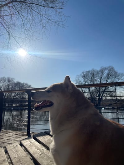 A medium shot depicts a dog, likely a Shiba Inu, positioned on a wooden platform or deck, possibly a porch or boardwalk. The dog is captured mid-action with its mouth open. Behind the dog is a metal railing or fence. Through the railing, one can observe water, suggesting a lake or river, along with bare trees in the background. The sky above is bright blue, indicating a sunny day. The location is plausibly near Fabriki 1 maya, Russia, given the setting's features and appearance.