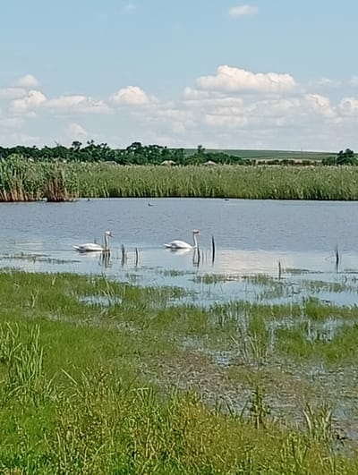 The image depicts a serene natural landscape, likely a body of water bordered by lush vegetation. Two white swans are prominently featured in the water, with one swan on the left appearing to be facing left and the other on the right, facing right. The water itself is calm and reflects the sky. The foreground is dominated by dense green grass and reeds, suggesting a wetland or marshy area. In the background, a line of trees and vegetation forms a natural barrier, and beyond that, rolling hills are visible under a pale blue sky dotted with white, fluffy clouds. While the precise location in Edineț, Moldova, is not explicitly shown, the scene evokes a tranquil, rural environment consistent with such a setting. There are no people visible in the image, and the focus is solely on the natural elements. The overall impression is one of peace and natural beauty.
