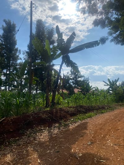A vibrant, sunlit scene showcases a dirt road bordered by lush vegetation. Corn stalks and various plants thrive along the edge. Banana trees stand prominently, their broad leaves reaching towards a blue sky filled with puffy white clouds. An electric pole with wires cuts across the sky, adding a touch of civilization to the natural landscape. The sunlight reflects off the leaves and casts shadows along the path.