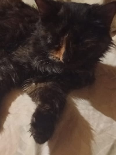 A tortoiseshell cat is lying down, its head resting on its paws. The cat has patches of black, brown, and orange fur. Its eyes are closed, and it appears to be sleeping. The cat is lying on a light-colored surface that appears to be a bed or sofa. Shadows are cast on the surface, suggesting the presence of a light source. The background is out of focus but appears to be a domestic setting. The image does not contain any information about the location of Berezivka, Ukraine.