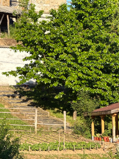The image shows a view of a garden in Byal Izvor, Bulgaria, under a tree. The garden features a series of vertical supports for climbing plants. There is a stone wall in the background, with other trees and structures.