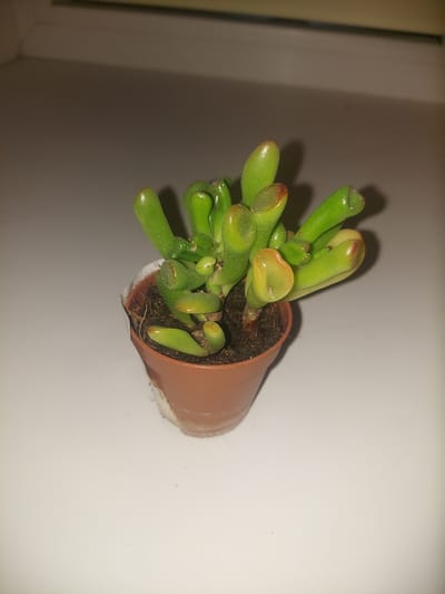 A small succulent plant with thick, finger-like green leaves is in a brown plastic pot. The pot is sitting on a white surface. The plant appears healthy, with some reddish tips on its leaves. The background is out of focus, showing a hint of a shelf or window ledge. The lighting is dim, casting shadows from the plant. The location of Рахманово, Russia, is not depicted in this image.