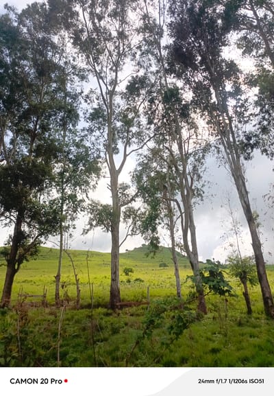 The image depicts a rural landscape with tall eucalyptus trees in the foreground and a grassy hillside in the background. The sky is overcast. The trees are predominantly on the right and center of the frame, with some foliage and branches obscuring parts of the sky. A rustic wooden fence is visible in the lower left quadrant of the image, partially obscured by vegetation. The grassy hillside slopes upwards and recedes into the distance, with scattered trees and undulations. The overall impression is that of a natural, undeveloped environment, likely in the city of Mai Samari, Nigeria. The image has a watermark at the bottom indicating "CAMON 20 Pro" and photographic details "24mm f/1.7 1/1206s ISO51". There are no people or animals visible in the image.