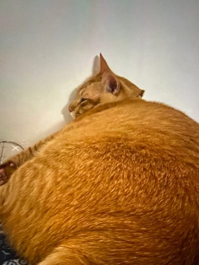A large domestic cat with dense orange (ginger) fur is depicted lying indoors, facing left with its back towards the viewer. The cat exhibits a noticeably corpulent physique. Its head is turned to the left, showing a profile with pointed ears and a visible snout; its eyes appear closed or mostly closed. The cat is positioned against a plain, light-colored wall, which occupies the upper portion of the frame, featuring a subtle shadow cast behind the cat's head. The lower left of the frame reveals a dark, textured surface, likely bedding or a cushion, partially showing a white X-shaped marking. The scene is located within a residence in Arthès, France.