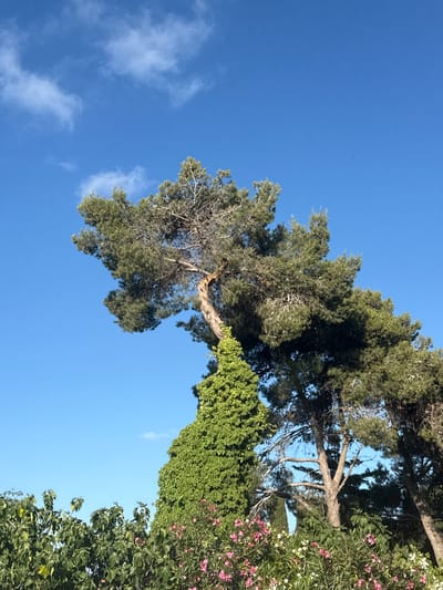 A low-angle shot captures a bright blue sky with a few wispy clouds, a common sight in Kfar Vradim, Israel. The sky is dominated by the branches of a large pine tree, its needles a vibrant green against the blue. The tree is quite old, with a thick trunk that appears weathered and gnarled. One of its large branches curves dramatically downwards, covered in dense, leafy green ivy.
To the right of the pine, another tree with smaller, lighter green leaves is visible, dotted with clusters of small pink flowers, likely oleander given the region. The foliage is lush and appears healthy, suggesting a warm and sunny day, typical for this part of Israel. The overall scene is one of natural beauty, with the bright sunlight highlighting the textures and colors of the vegetation. There is no visible text in the image. The composition creates a sense of looking up into a canopy on a clear day.