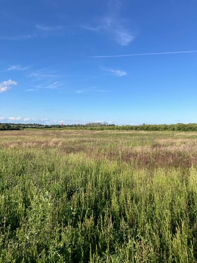 The image depicts a wide, open field of tall, green and brown grasses under a clear blue sky. A line of trees and bushes forms a distant horizon, with a red object, possibly a flag or marker, visible on a mound amongst them. The foreground is dominated by the dense, wild vegetation of the field, which appears uncultivated. The sky is bright with a few wispy clouds and a faint contrail from an aircraft. The overall impression is of a rural, natural landscape. This scene is located in Epping Forest, United Kingdom.