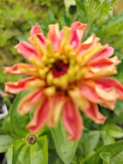 The image shows a close-up, blurred view of a pink and yellow zinnia flower in a garden. The flower's petals are layered and have a somewhat ruffled appearance. The center of the flower is a deep red. Surrounding the flower are green leaves and some out-of-focus foliage in the background. A small, closed flower bud with a reddish center is visible at the bottom of the frame, nestled among the leaves. The scene appears to be outdoors in a natural setting. There is no indication of the city of Soivolovskaya, Russia, or any people or actions.