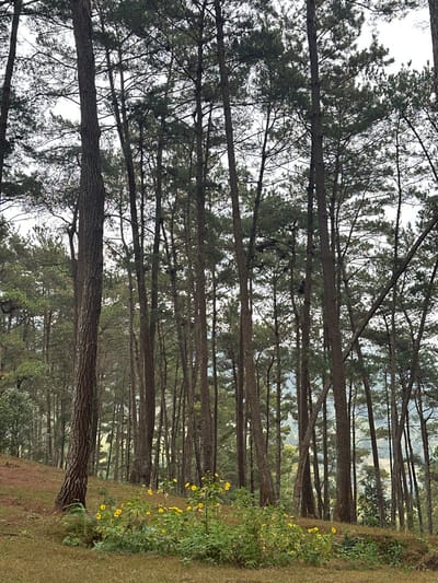 A landscape featuring a dense forest of tall, slender trees reaching towards a cloudy sky. Their trunks are dark and bare, while the upper branches are covered with green foliage. On the right side of the frame, a grassy area slopes downwards, dotted with small yellow wildflowers. The perspective creates a sense of depth, drawing the eye into the forest interior.