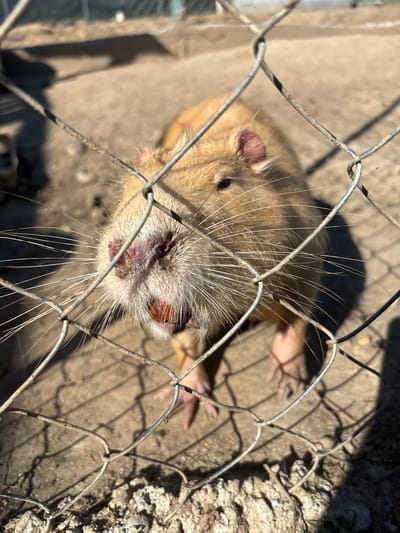 The image shows a close-up, eye-level view of a nutria (Myocastor coypus) behind a wire fence. The nutria is facing the camera, with its mouth slightly open, revealing a reddish-orange interior and a glimpse of teeth. Its nose area appears slightly irritated or discolored. The animal has light brown fur, prominent whiskers, and small ears. The background consists of dry, sandy ground with scattered debris and shadows cast by the fence and possibly other objects or structures. The fence, made of galvanized wire mesh, is in the foreground, obscuring parts of the animal and the background. The lighting suggests it is daytime, with strong sunlight creating harsh shadows. The location is identified as Dabnitsa, Bulgaria.