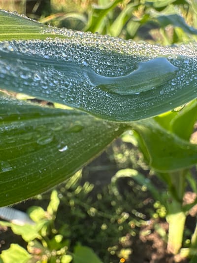 The image is a close-up, low-angle shot of green corn leaves covered in dew drops. The dew drops are scattered across the surface of the leaves, with some appearing larger and more pronounced than others. The leaves have a slightly fuzzy texture, and the veins are visible. In the background, other corn plants are out of focus, creating a bokeh effect with dappled sunlight. The ground below appears to be soil with some vegetation. There are no people or animals visible in the image. The lighting suggests it is early morning or late afternoon. The scene is set in a rural agricultural area, consistent with the location of Цярэшкавіцкі сельскі Савет, Belarus.