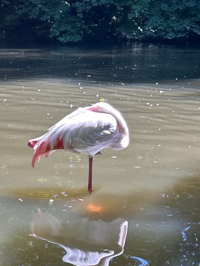 A flamingo stands on one leg in murky water, its white and pink plumage ruffled, with its head tucked into its body. The water is shallow and reflects the flamingo and the surrounding environment. In the background, dark green foliage overhangs the water, suggesting a naturalistic enclosure or pond setting. The water surface is disturbed by ripples and dotted with small white specks, possibly reflections or natural debris. A distorted reflection of the flamingo is visible beneath it in the water. The image appears to have been taken in daylight, with the sun creating bright highlights on the flamingo's feathers and the water's surface.