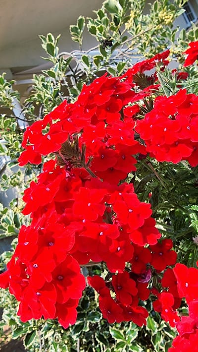 A close-up, eye-level shot captures a cluster of vibrant red flowers in full bloom, likely verbena. The petals are a rich, saturated red with tiny white speckles, and each flower has five delicate petals. The blooms are densely packed together, forming a lively cascade. Behind the red flowers, variegated green and white leaves create a soft, blurred background. The overall impression is one of lush, natural beauty. While the image itself does not explicitly indicate a location in La Canya, Spain, the vibrant flora and sunny lighting suggest a Mediterranean climate, consistent with the region.