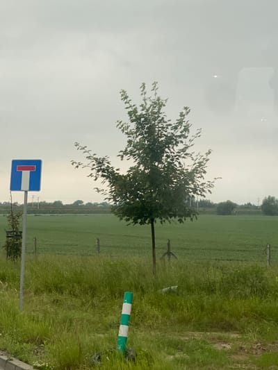 The image shows a dead-end sign on a pole in Podłęże, Poland. The sign is blue with a white "T" shape inside a red rectangle. A tree with green leaves stands to the right of the sign. In the background, there is a field of green crops under a cloudy sky. A striped green and white pole is in the foreground.