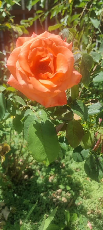 An orange rose is in full bloom, its petals unfurling in the sunlight. The rose is set against a backdrop of green foliage and a blurred, dark background that may be a fence. The lower portion of the image shows the ground covered in green moss and scattered stones, with some thin green leaves reaching upwards. The scene appears to be an outdoor garden or park.