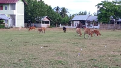 In Tanjong Krueng, Indonesia, a group of cattle grazes in a sparsely vegetated field. The field, with dry, straw-colored grass, is littered with various pieces of white and colored trash, including plastic bags and wrappers. In the background, several houses are visible. On the left, a two-story building with a light green facade and a red roof is partially obscured by trees. Adjacent to it, a smaller structure with a gray roof stands. Further to the right, a long, single-story building with a gray roof and white walls is situated. Beyond these, other houses and trees form the backdrop. The sky is overcast with a light gray cloud cover. The cattle, varying in shades of brown and light tan, are spread across the field. Some are grazing, while others are standing or walking. Two calves are also present, one near a larger cow and another standing alone. A single dark brown calf is visible in the middle ground.