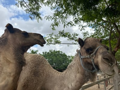 Two dromedary camels stand close together in an outdoor enclosure. The camel in the foreground wears a light-colored harness and is closer to the camera. The second camel is positioned to the left and slightly behind the first, its head visible. Both camels appear to be light brown or tan in color. The scene includes trees with green foliage in the background, and a partially cloudy sky. A fence is partially visible in the lower right of the frame. The photo was taken in Hod Hasharon, Israel.
