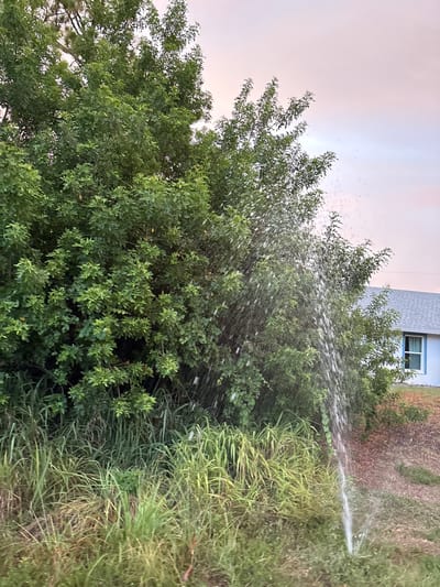 The image depicts an outdoor scene in South Venice, Florida, USA, characterized by lush green foliage and a residential structure in the background. A dense thicket of trees and tall grasses dominates the foreground. On the right side of the image, a stream of water is spraying upwards and outwards from an unseen source, impacting the trees and creating a misty effect. The water spray is a prominent visual element, suggesting a leak or sprinkler malfunction. In the background, a light-colored house with a gray roof is partially visible, featuring a blue-trimmed window. The sky above is a soft, diffused pink and purple, indicative of either sunrise or sunset. The overall environment appears to be a suburban or semi-rural area, with the natural elements of vegetation juxtaposed against the man-made structure. There are no people visible in the image.