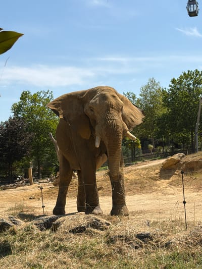 An adult African elephant stands in a dusty, grassy enclosure under a bright blue sky. The elephant, facing left, is brown and wrinkled, with large ears, a trunk, and tusks. In the background, there are several green trees, a wooden fence, and some rocks. A cable car is visible in the upper right corner of the image. This scene is located within the Beauval ZooParc in Saint-Aignan, France.