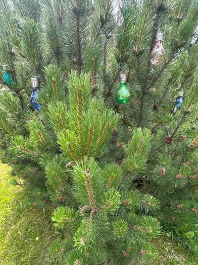 A close-up, eye-level outdoor shot shows a dense evergreen tree, possibly a pine, with bright green needles and some brown cones visible. Several decorative, colored light bulbs are hanging from its branches. From left to right, a teal-colored bulb is partially visible, followed by a deep blue bulb. Further to the right, a vibrant green bulb hangs, and then a light pink or clear bulb. Another blue bulb is visible on the far right. The tree is situated on a patch of green grass, with a hint of dirt and other vegetation at the base. The lighting suggests it is daytime, possibly sunny, with some dappled light filtering through the branches. The scene is likely in a garden or yard setting within the city of Trubino SNT, Russia. There are no people or animals in the frame.
