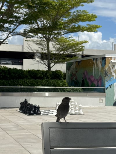 A small bird, likely a sparrow, is perched on a gray bench in the foreground, facing left. Behind the bird, a large outdoor chessboard is set up with black and white chess pieces. In the background, there is lush green shrubbery, a building with a mural on its wall, and trees. The sky above is blue with scattered white clouds. The scene appears to be a public space, possibly a park or a plaza, located in Hallandale Beach, United States of America.