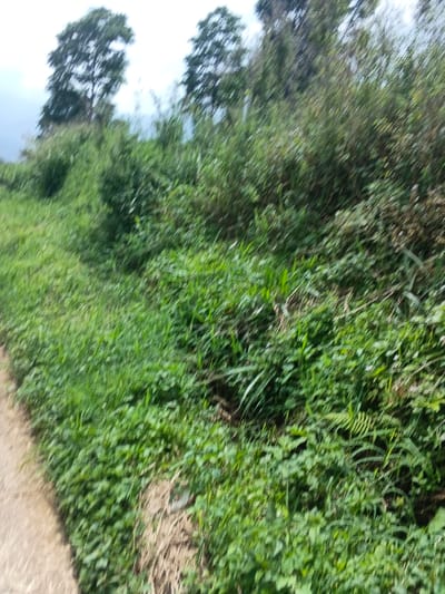 Lush, green vegetation dominates the scene, blurring with motion. A narrow, light-colored path lines the left edge. Taller grasses and dense shrubs ascend, obscuring the background. Distant trees stand silhouetted against a muted sky. The overall impression is one of untamed nature captured mid-movement.