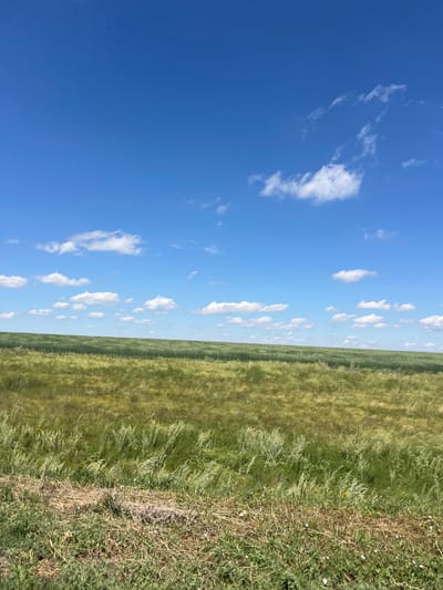 An outdoor, vertical, medium shot captures a vast expanse of green grassland under a bright blue sky dotted with white clouds. The foreground features dry, yellowed grass and some green vegetation. The middle ground displays a field of green grass with visible stalks swaying in the wind, transitioning into a darker green field further back. The horizon is marked by the gentle curve of rolling hills, and the sky occupies the upper half of the image. The image appears to be taken on a sunny day, possibly in a rural or steppe environment in or around Қазақ, Kazakhstan, given the characteristic landscape. There are no people or specific structures visible in the scene.